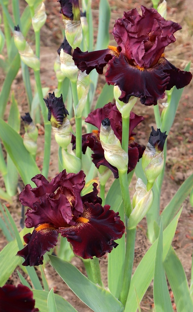 drop-dead-gorgeous-mid-america-garden